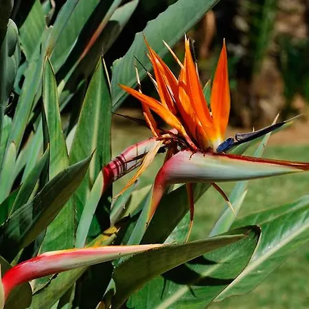 Atico De Jardines شقة *